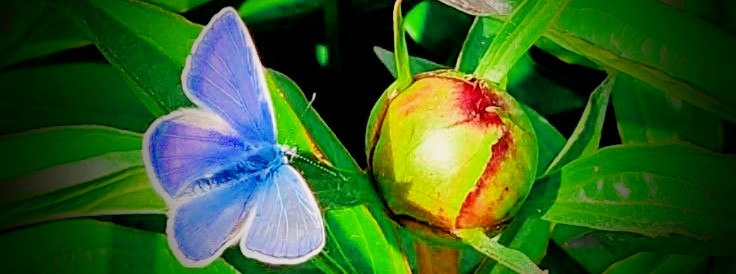 Grafika strony Motyl 